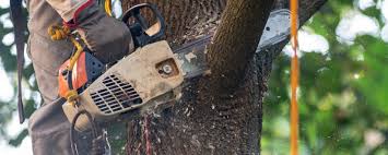 Best Fruit Tree Pruning  in Hallowell, ME
