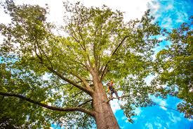 Best Seasonal Cleanup (Spring/Fall)  in Hallowell, ME