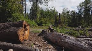 Best Tree Mulching  in Hallowell, ME
