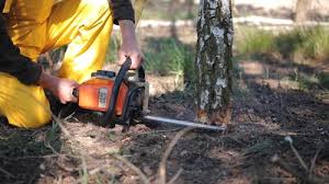  Hallowell, ME Tree Services Pros