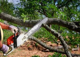 Best Hazardous Tree Removal  in Hallowell, ME