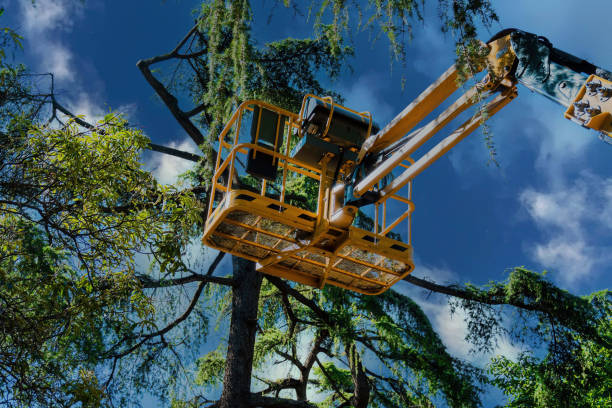 Best Palm Tree Trimming  in Hallowell, ME