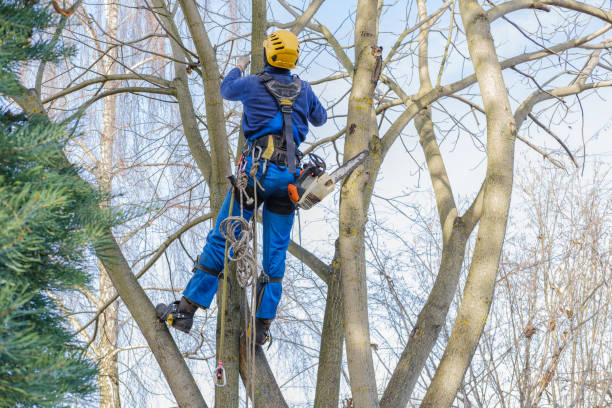 Best Commercial Tree Services  in Hallowell, ME