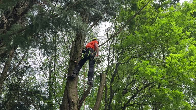Best Pest Control for Lawns  in Hallowell, ME