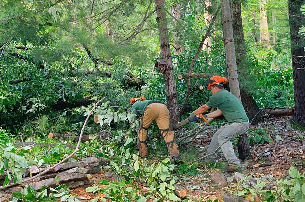 Best Tree Trimming and Pruning  in Hallowell, ME