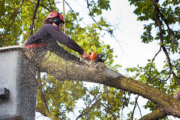 Best Lawn Disease Treatment  in Hallowell, ME
